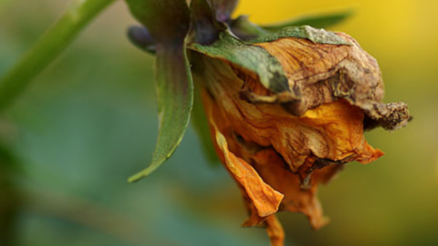 Un fiore sciolto dalla violenza