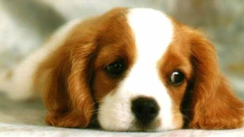 Nei concorsi canini non c’è amore