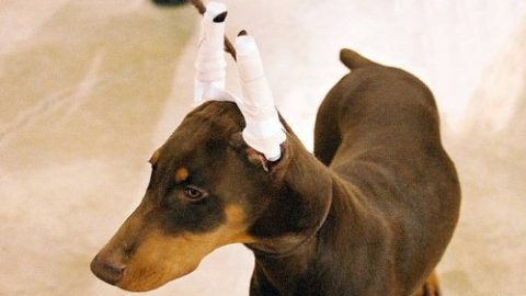 Mutilazioni per le mostre canine: gesti d’amore o solo di interesse?