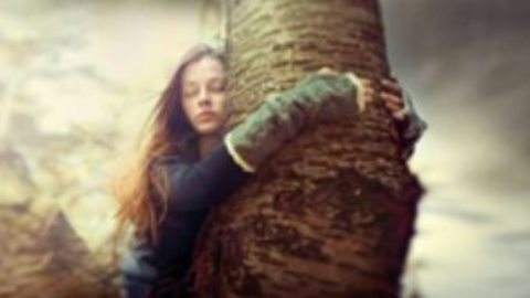 L’albero, il miglior alleato della vita