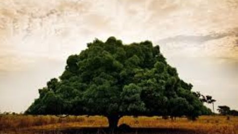 L’albero è vita