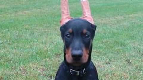 Cane: amico o giocattolo?