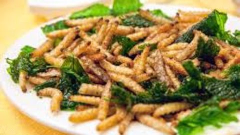 Gli insetti in cucina