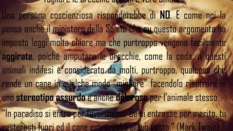 Tagliare le orecchie ai cani: non si può di certo parlare di amore