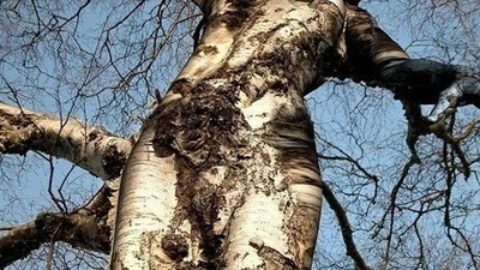 Cos’è l’albero?