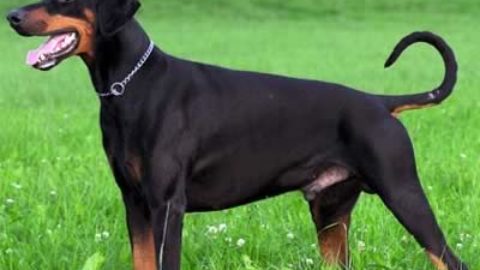 Sarebbe “bello” rispettare i cani